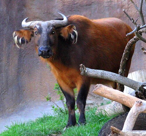 Forest Buffalo